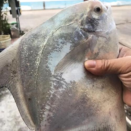 鱼品汇野生海鲜的优惠券大全—水产肉类/新鲜蔬果/熟食