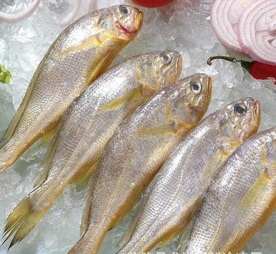 黄花鱼新鲜水产品