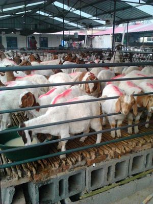 广东波尔山羊孕羊多少钱一只_农副产品